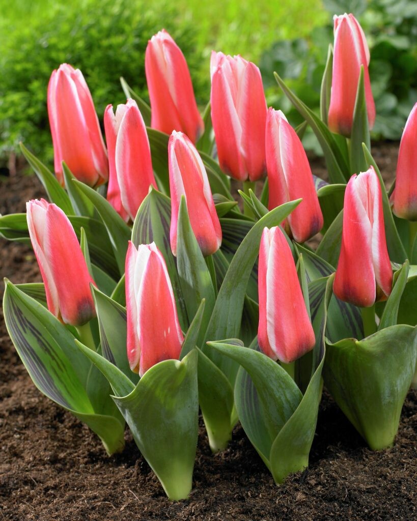 Heart's Delight 12/+ Sam van Schooten