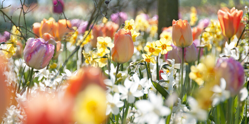 Dutch Finest Grown Quality