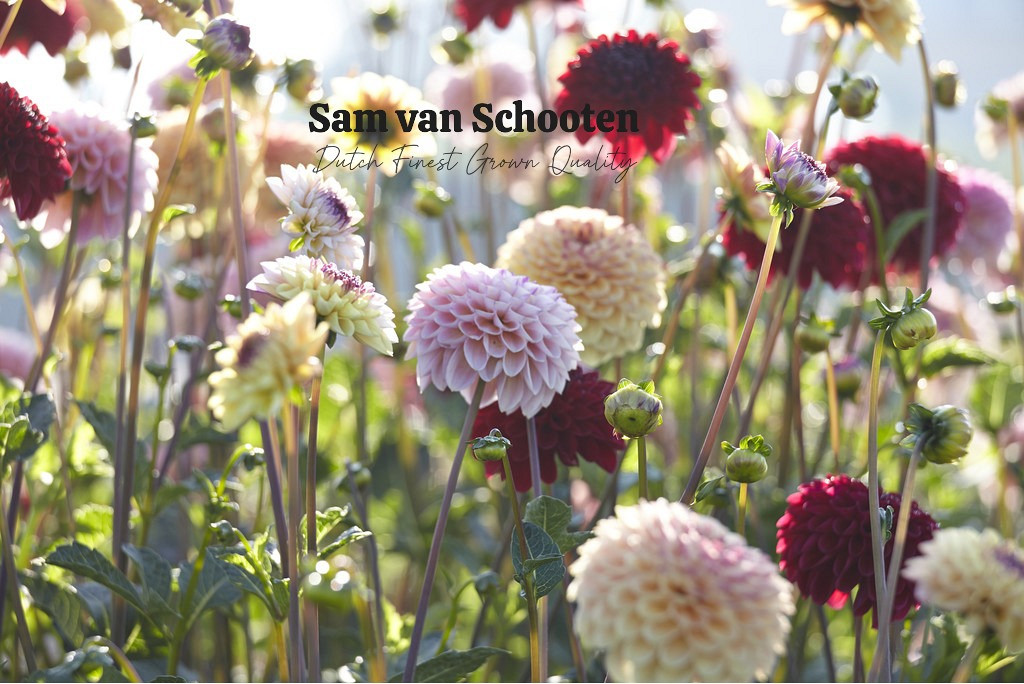 Dutch Finest Grown Quality