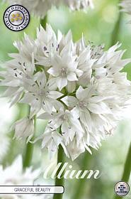 Allium Graceful Beauty x5 6/8