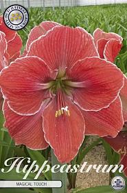 Hippeastrum Magical Touch x1 30/32