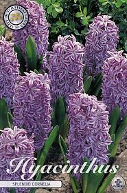 Hyacint Splendid Cornelia x5 15/16