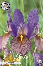 Iris Hollandica Black Beauty x15 8/9