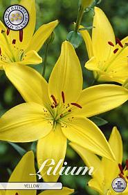 Lilium Asiatic Yellow x2 16/18
