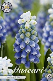 Muscari Touch of Snow x10 8/9