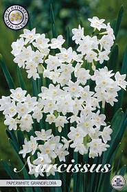 Narcis Botanical Paperwhite Grandiflora x5 16/18