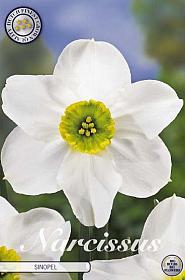 Narcis Botanical Sinopel x 5 12/14