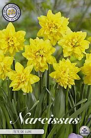 Narcis Botanical Tete Deluxe x7 12/14