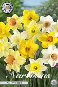 Narcis Trumpet All Types Mixed x6 14/16