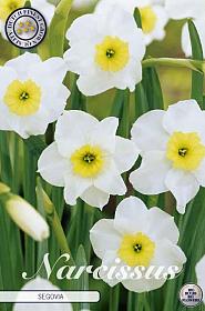 Narcissus Small Cupped Segovia x10 12+