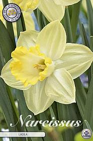 Narcissus Trumpet Ladea x5 14/16
