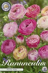Ranunculus Picotee Rose x10 6/7