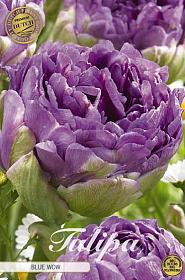 Tulp Double Late Blue Wow x7 12/+
