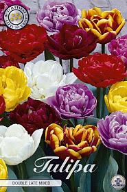 Tulp Double Late Mixed x10 12/+