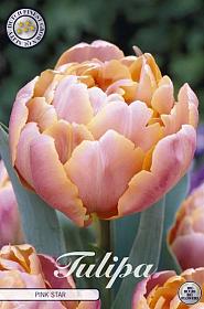 Tulp Double Late Pink Star x7 12/+