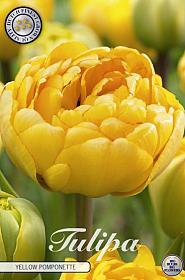 Tulp Double Late Yellow Pomponette  x7 12/+