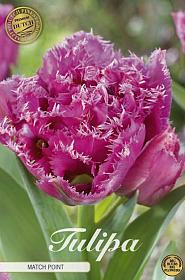 Tulp Fringed Double Matchpoint x7 12/+