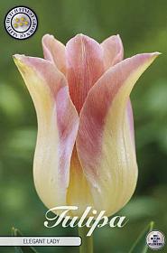 Tulp Lilyflowering Elegant Lady x7 12/+