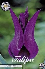 Tulp Lilyflowering Purple Dream x7 12/+