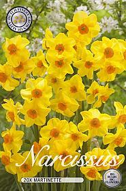 Narcis Botanical Martinette x20 12/14