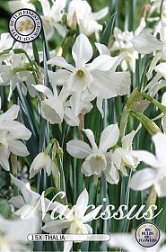 Narcis Botanical Thalia x20 12/14