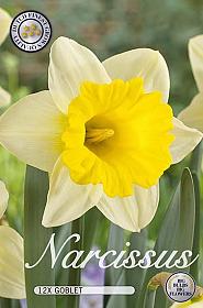 Narcissus Goblet x12 14/16