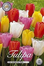 Tulipa Rainbow Park x25 12/+
