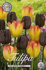 Tulp Triumph Spring Sunset  x15 12+