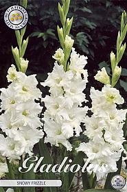 Gladiolus Snowy Frizzle x10 12/14