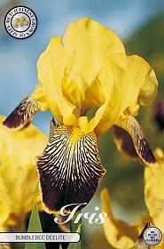Iris Germanica Buble Deelite x1 I