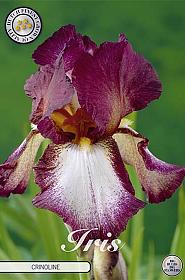 Iris Germanica Crinoline x1 I