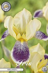 Iris Germanica Nibelungen x1 I