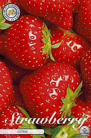 Strawberry Ostara x 5 I .