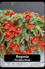 Begonia Pendula Rood x40 8/+