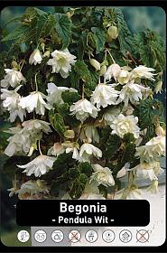 Begonia Pendula Wit x40 8/+