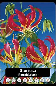 Gloriosa Rothschildiana x30 20/+