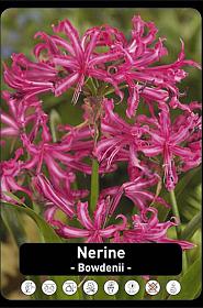 Nerine Bowdenii x50 16/+