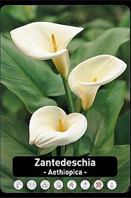 Zantedeschia Aetiopica x25 18/+