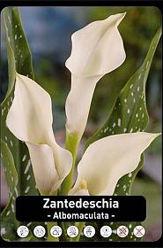 Zantedeschia Wit x25 24/+