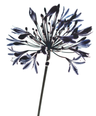agapanthus