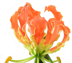 gloriosa