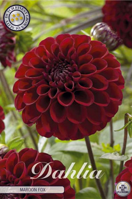 Dahlia Ball Maroon Fox x1 l .