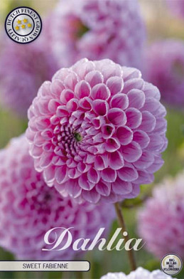 Dahlia Ball Sweet Fabienne x1 l .