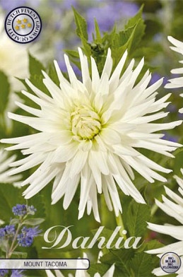 Dahlia Cactus Mount Tacoma x1 l .