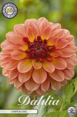 Dahlia ball Chapeau Bas x1 l .