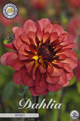 Dahlia Deco. Antibes x1 l .