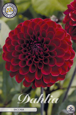 Dahlia Deco. Baccara x1 l .