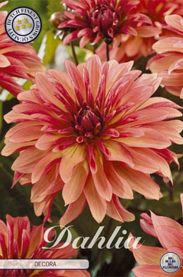 Dahlia Deco. Decora x1 l .