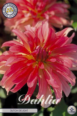 Dahlia Deco. Dutch Delight x1 l .
