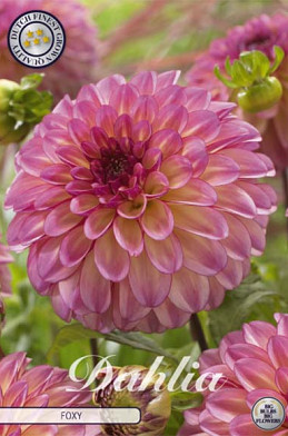 Dahlia Deco. Foxy x1 l .